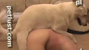 Horny guy sucks the dick of his dog and swallows the sperm