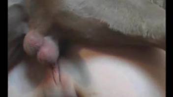 Amateur sex with animals in the bedroom for a slim cutie pie