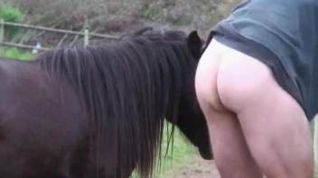 Guy's gorgeous ass gets fucked by a horny horse