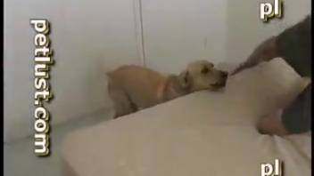 Sexy dog being pounded by a turned-on dude with a stiff cock