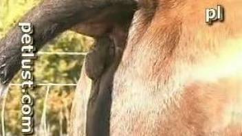 Horny farmer is happy to fuck a very sexy animal