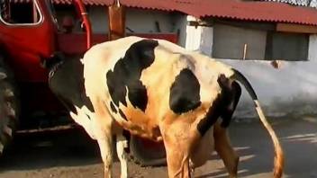 Brunette fucks a cow's cavernous pussy on camera