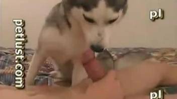 Dude using his pretty cock to widen a dog's pussy