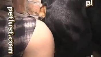 Horny man tries anal sex with the dog in webcam video
