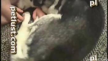 Plump dude gets frantic as he blows a canine's cock