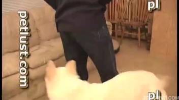 Pale Sheepdog pounding a dude's snug rear entrance