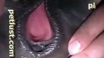 Sexy zoophilic gape with a huge cock and a sexy beast
