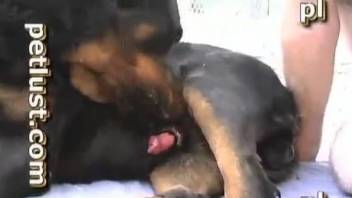 Perky booty zoophile sucks on his dog's hard cock