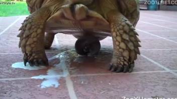 Horny mature feels aroused by the turtle and willing to try sex with it