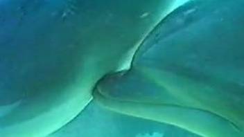 Underwater perversions make horny scuba diver feel hard