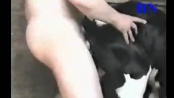 naked male filmed ass fucking a cow and enjoying the best feeling