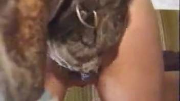 Pregnant whore experiments with multiple sessions of bestiality involving her dog