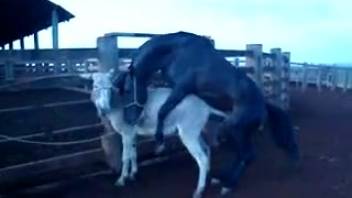 Aroused dude records a stallion deeply penetrating a mule