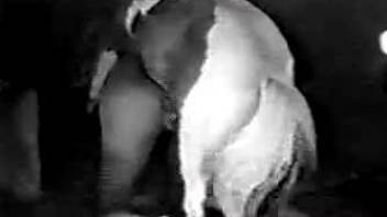 Hot chick getting pounded by a well-endowed horse