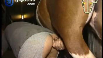 Inexperienced guy aggressively screws a horse in filthy anal bestiality