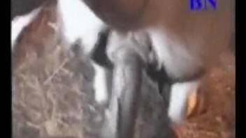 Dude penetrating a cow's hot pussy from behind