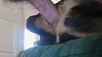 Dude fucking a dog's tight butthole for the camera