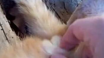 Cat pussy getting finger-blasted while on camera