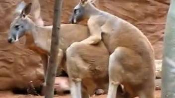 Two kangaroos fucking like crazy in an outdoor video
