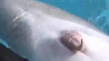 Man feels aroused feeling the dolphin's vagina in the water