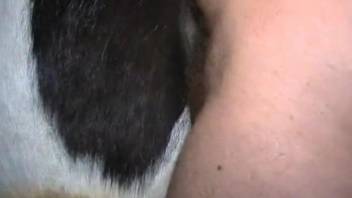 Midnight sexual delights for a man avid to fuck animals