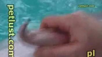 Horny dude plays with a dolphin's cock in excellent kinks