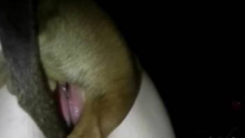 Dog ass fucks chubby mature after she sucks the dick