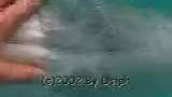 Horny dude fingering a dolphin's wet fuck slit