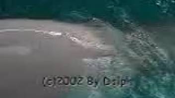 Submerged fetish drives aroused dude to finger bang a dolphin