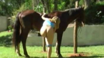 Brown horse gets ready to fuck a blonde's wet slit