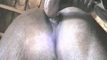 Homosexual dude screws mare in the cunt during brutal extreme porn