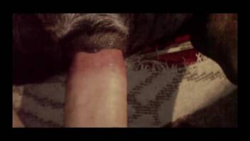 Intimate homemade clips of savage bestiality erotica
