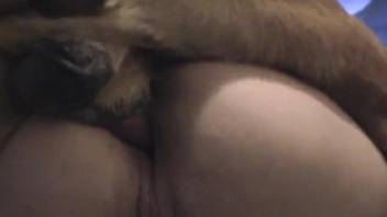 Deranged American MILF gets her ass fucked by a dog