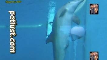 Sexy dolphin showcasing its penis in a voyeur porn clip