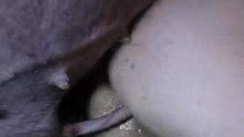 Fast-paced zoo fuck scene with a kinky animal