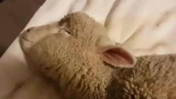 Nude man amazes with scenes of real zoophilia on a sheep ass