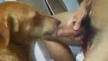 Dude aggressively fucking his dog's delicious pussy