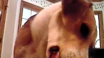 Dog sniffs and licks man's penis during jerk off session