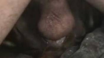 Man fucks animal pussy in crazy scenes of zoo porn