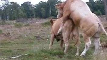 Bull fucks female cow in ruthless manners while being filmed