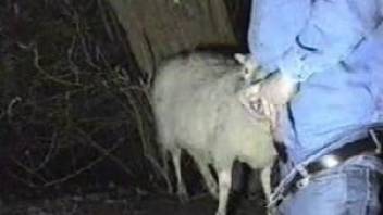 Amateur zoophilia on cam with a man and his sheep
