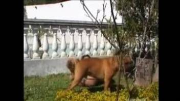 Aroused mature Latina in backyard sex scenes with her dog