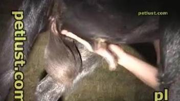 Horny guy feels like fucking the goat in the ass