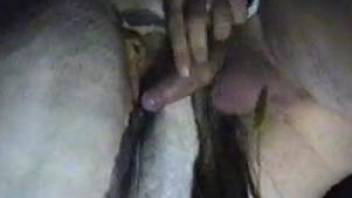 Horny dude sticks whole penis in horse's tight ass