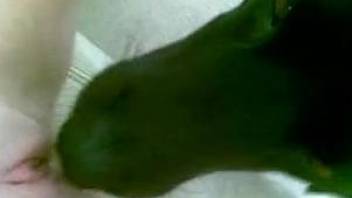 Dog licks woman's pussy in scenes of solo webcam masturbation
