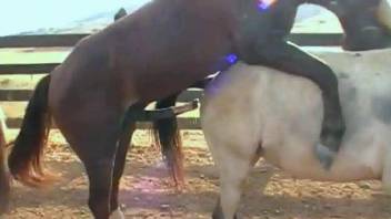 Stallion inserts whole penis into tight horse pussy