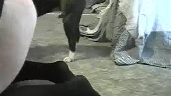 Chubby ass woman gets the dog in her tight pussy