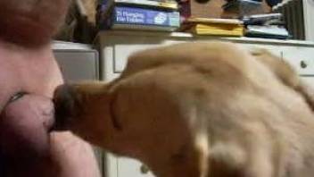 Dog licks man's penis in kinky zoo cam play