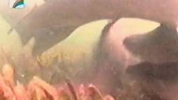 Underwater sexual activity between fishes caught on cam
