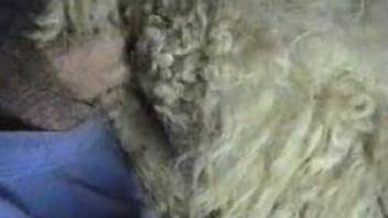 Man fucks sheep in the ass and pussy while being taped